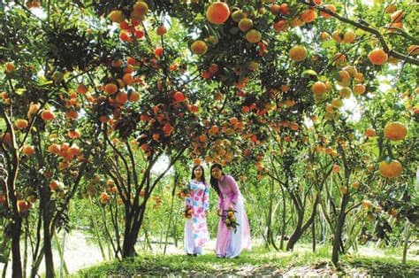 Orchard